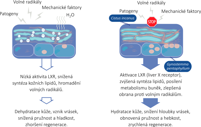 reforcyl 1